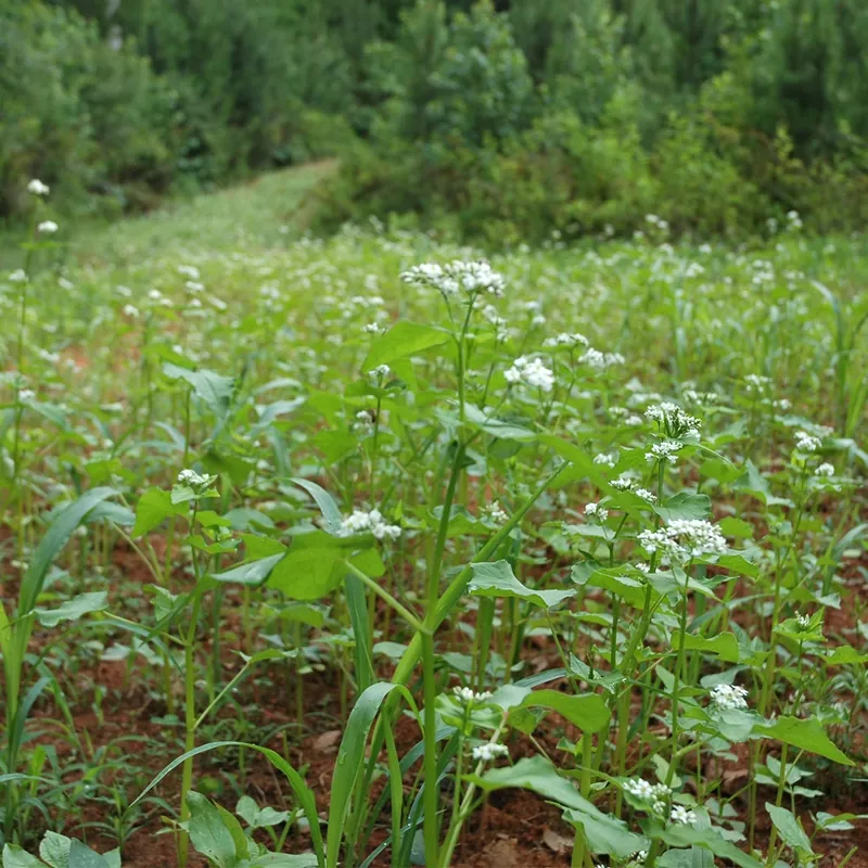 Buckwheat plants flowering in a green field